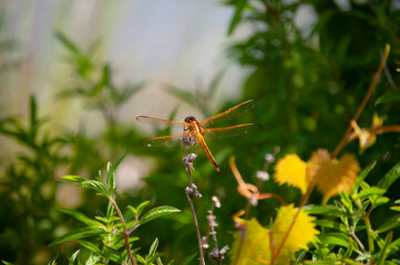 Dragonfly on flower in summer. Skimmer dragonfly.