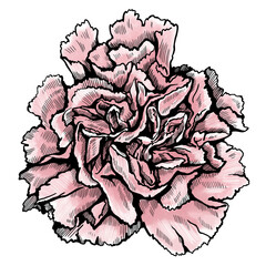 Beautiful tender pink carnation. The png file is isolated on a transparent background.