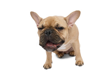 Obraz premium Funny French bulldog, laughing on an isolated white background