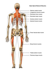 Full Body Diagram of Male Spiral Network of Muscles Posterior View on White Background with Text Labeling - 574487147
