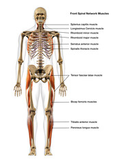 Full Body Diagram of Male Spiral Network of Muscles Frontal View on White Background with Text Labeling - 574487157