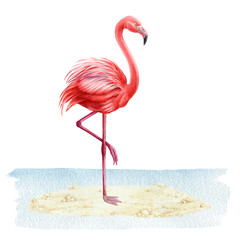 Flamingo bird standing in the water illustration. Hand drawn bright exotic bird standing on the river, lake, pond bank. Single flamingo realistic detailed illustration in natural landscape scene