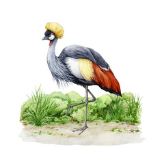 Crowned crane on the grass natural background. Watercolor illustration. Hand drawn realistic Balearica regulorum avian. Wildlife Africa native bird. Grey crowned crane bird standing on the grass