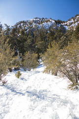 Fototapeta na wymiar Robbers Roost trail in snow at Spring Mountain National Recreation Area, Nevada