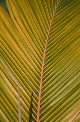 Light Orange and Green Closeup of a Palm Frond.