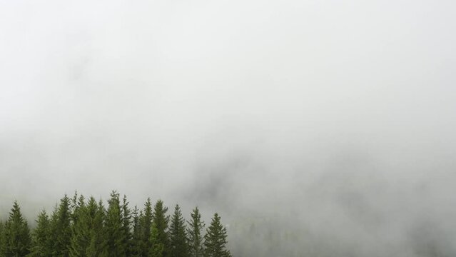 Rainy weather in mountains, Clouds blowing over pine tree forest in time lapse, Spruce forest trees on the mountain hills at misty day
