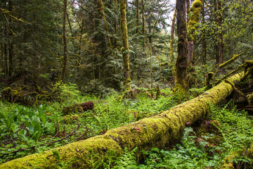 Pacific Northwest Rainforest - 574487995