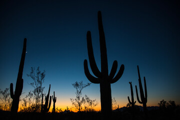 Saguaro Sunset - 574488597