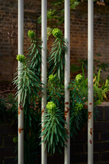 Plants sticking out from an old metal gate