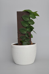 shingle vine houseplant in white ceramic pot