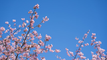 春の桜と青空
