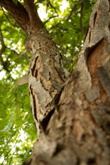 Tree trunk at sunset