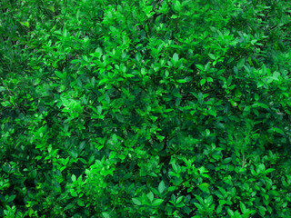 Green natural leaf plant grass field turf environment symbol decoration ornament background wallpaper texture empty blank outdoor garden spring freshness herb flora backdrop frame surface concept 