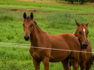 Two brown horses on a green grass field. Green mountains behind them