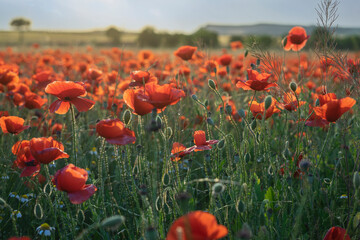Poppies bloom in the wild field. Pretty red poppies with selective focus with soft light. Single poppies in the middle of the field. Madrid. Spain