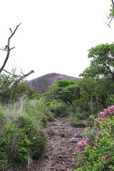 御鉢に向かう登山道