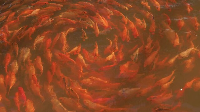 Fish shoaling swirling in a spiral. Tropical Koi orange golden carp swarming shoals follow each other. Slow motion half speed footage.
