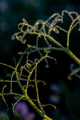 Peas with Morning Dew 14