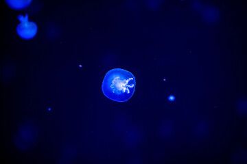 Fototapeta na wymiar Jellyfish in a beautiful blue environment