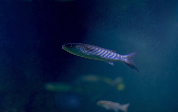 The golden grey mullet (Chelon aurata) is a fish in the family Mugilidae.