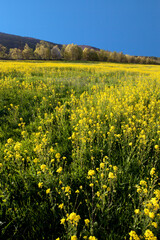 Obraz premium Field of Rapeseed, or Canola growing in Vermont, USA