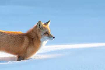 Side profile of a beautiful Red Fox (Vulpes) seen in winter time with snow background. 