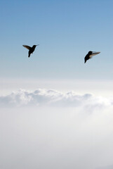Two hummingbirds