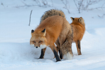 Two (male female Vulpes) Red Foxes seen in mating position stance during winter season with snow, white background in natural, wild environment. 