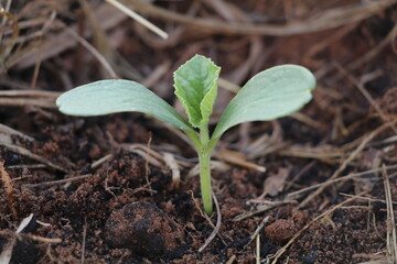 seedlings growing 