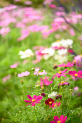Beautiful cosmos flowers blossom in garden, Flower field in spring season