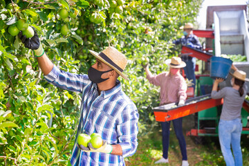 Male owner in protective mask of citrus farm gathering harvest of ripe apples