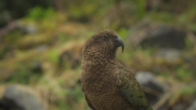 Inquisitive looking Kea Bird in natural habitat of New Zealand, close up