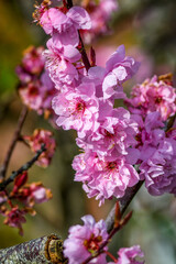 Blossoms in early spring
