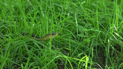 Footage of a snake, sitting in some long grass
