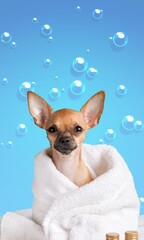 Cute young smart dog pet in a towel