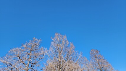 Winter Sky
