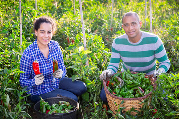 Fototapeta premium Portrait of successful hispanic couple of farmers growing organic vegetables in family garden showing bell peppers crop