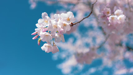 pink flower blossoms in spring blue sky