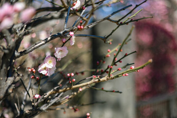 Plum tree blossoms in spring. Close-up plum blossom. Focus on flowers. Japan early plum blossom and cherry blossom March 2023
