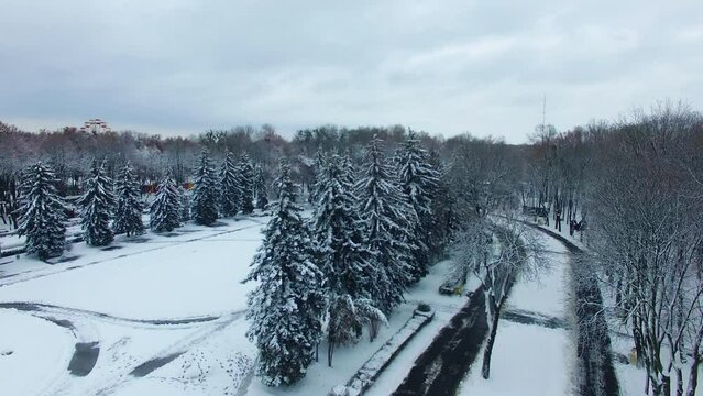 Winter in the urban park with trees and fir-trees. Drone rising over the square with people crossing it. Top view.