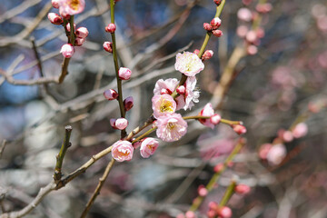 Flowers in spring series: plum blossoming in spring, it is the only remaining last winter flower, is the earliest blooming flower in spring. It shows struggle and pride.