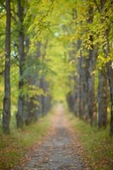 Fototapeta na wymiar Autumn linden tree alley. Path under yellow trees with falling autumn leaves.