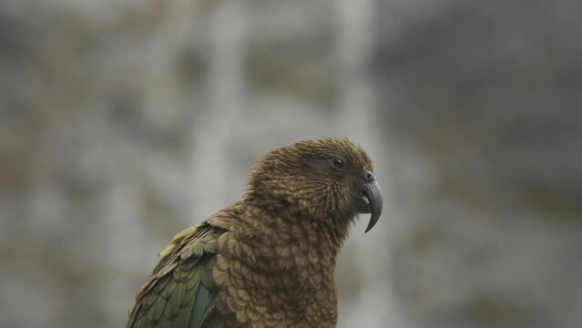 Kea bird parrot cleaning beautiful colored wings with bokeh background
