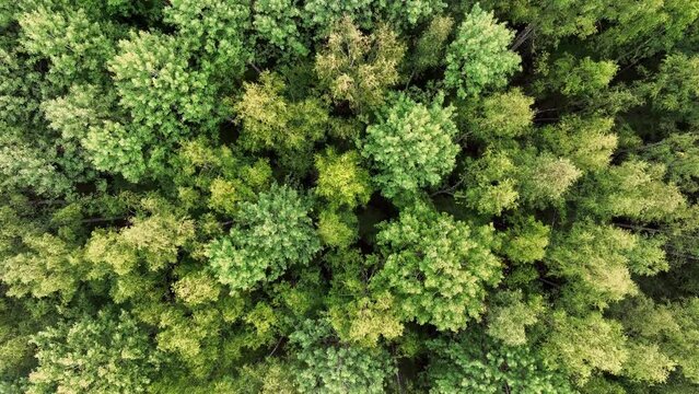 Aerial view. The treetops of a mixed forest. Top view of the crowns of green trees in the taiga. 
