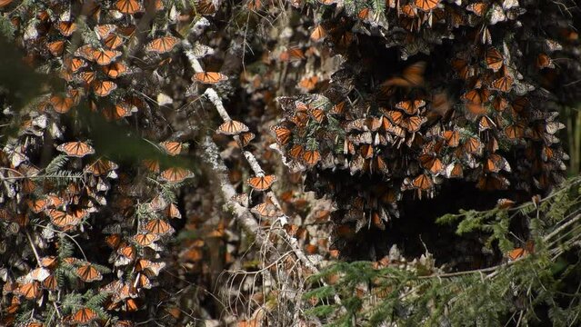 Cinematic footage in 4k of monarch butterfly during invernal anual migration season, in "el Capulin" Natural Reserve in Mexico