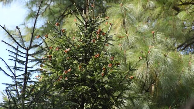 Cinematic footage in 4k of monarch butterfly (Danaus plexippus) flying on tree top in "El Capulin" Natural Reserve in Mexico