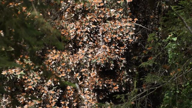 Cinematic footage in 4k of monarch butterfly during invernal anual migration season, in "el Capulin" Natural Reserve in Mexico