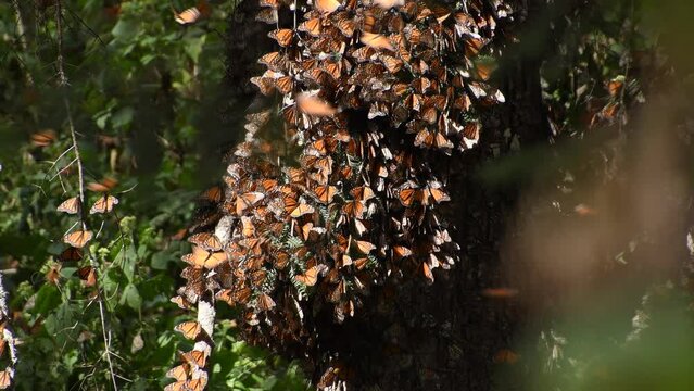 Cinematic footage in 4k of monarch butterfly (Danaus plexippus) during invernal anual migration season, in "el Capulin" Natural Reserve in Mexico