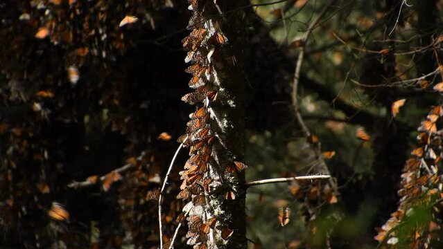 Cinematic footage in 4k of monarch butterfly (Danaus plexippus) flying around and posed in a tree in "El Capulin", Natural Reserve in Mexico