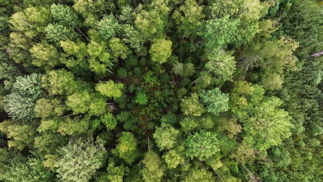 Aerial view. The treetops of a mixed forest. Top view of the crowns of green trees in the taiga. The camera rotates over the edge of the forest.